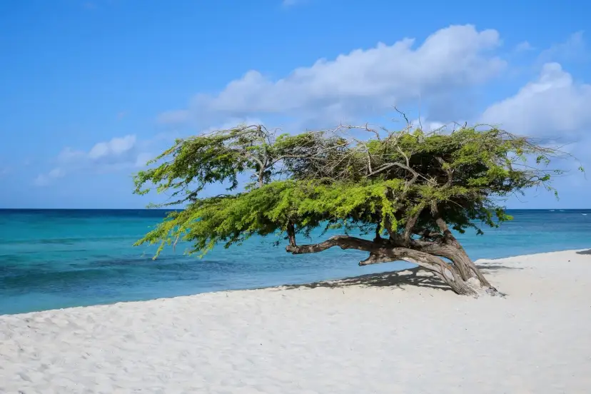 Divi-divi, Aruba