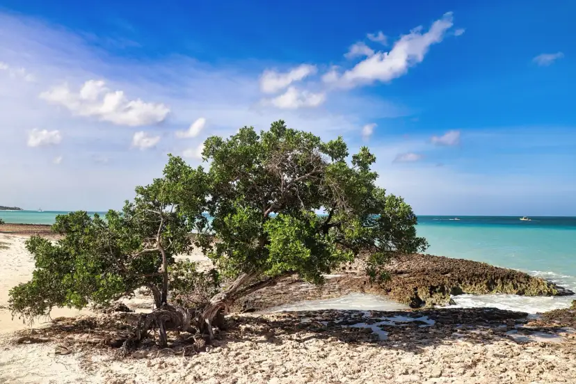 Costa rocosa, Aruba