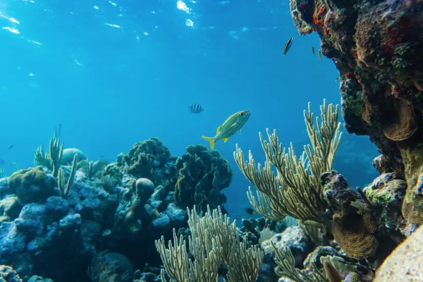 Arrecife, Belize