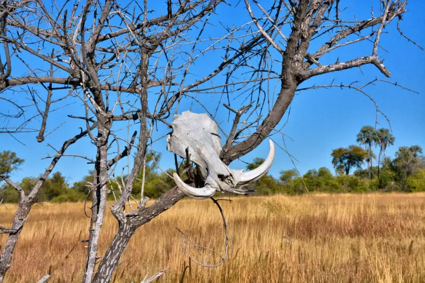 Botsuana, Botswana
