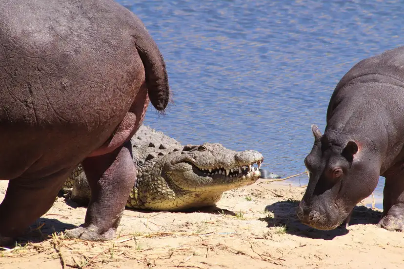 Río Chobe, Botswana