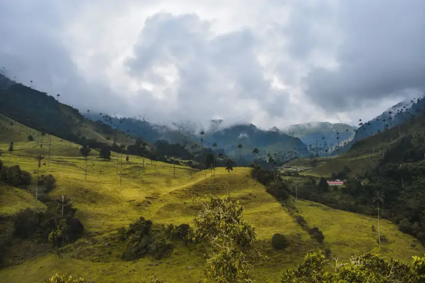 Valle del Cocora, Kolombiya