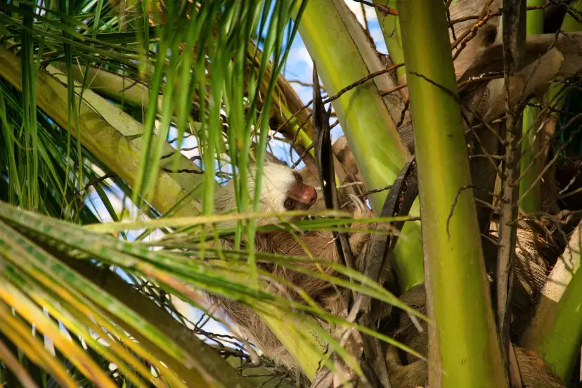 Manuel Antonio, Kostaryka