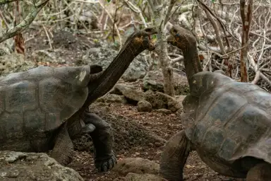 エクアドル