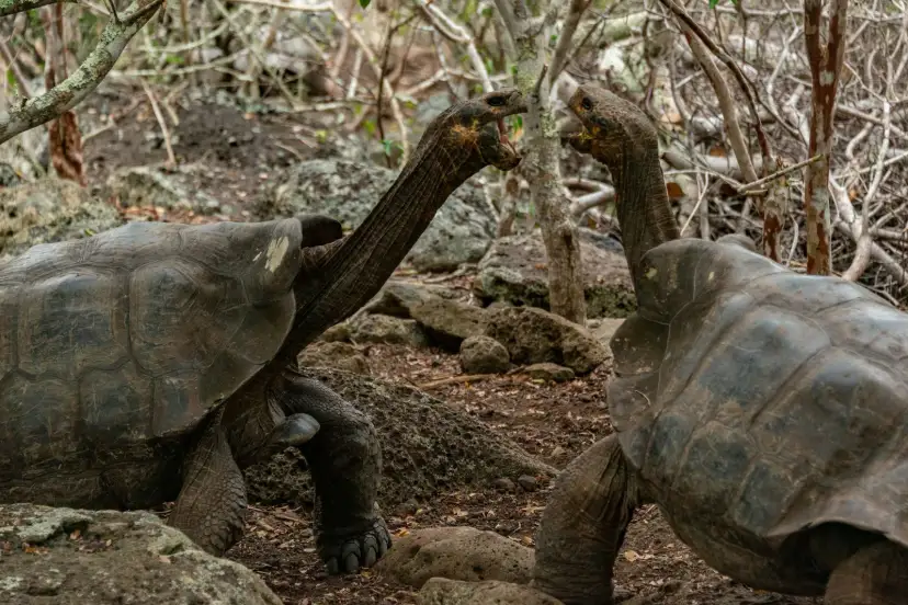 Galápagos, エクアドル