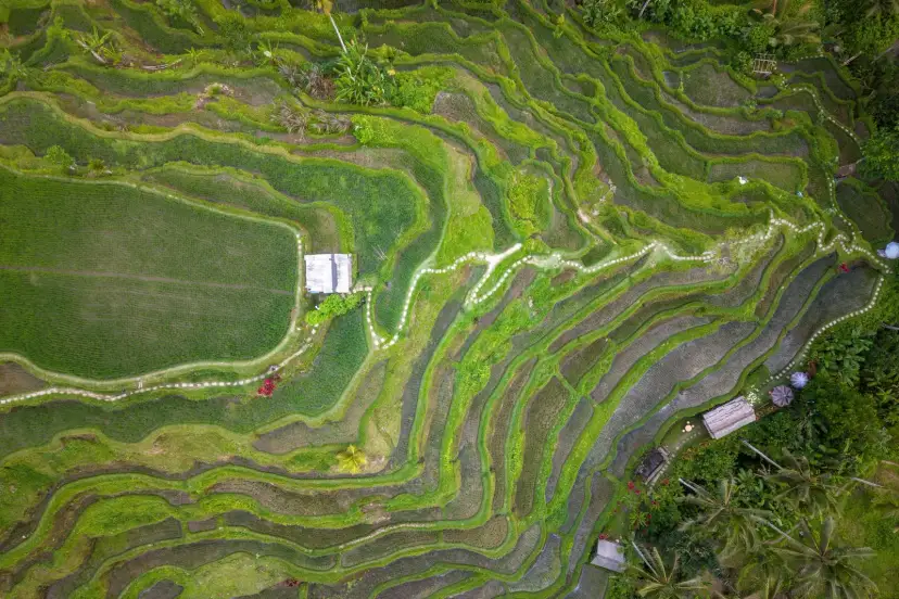 Arrozales de Bali, Indonesia
