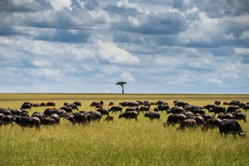 Masái Mara, Kenya