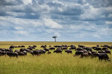 Kenya