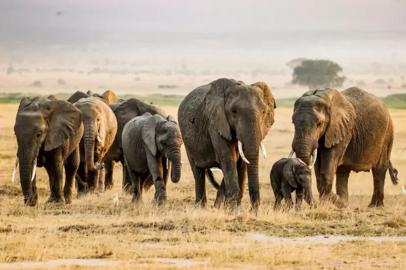 Amboseli, Kenya