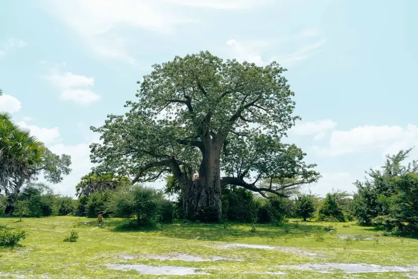 Avenida de los Baobabs, Madagascar