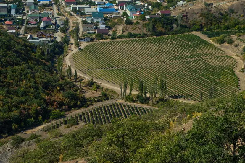 Viñedos, Moldova