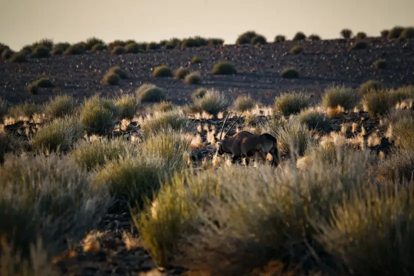 Safari, Namibia