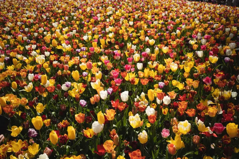 Keukenhof, The Netherlands