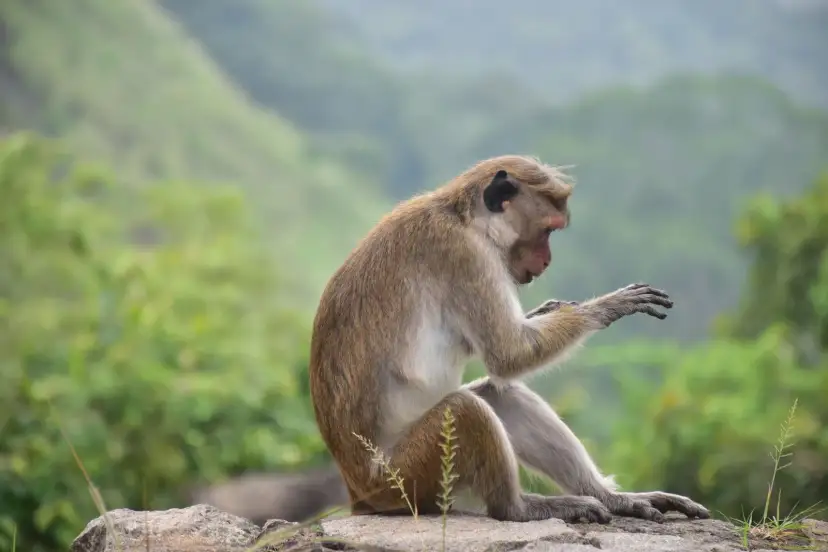 Dambulla, Sri Lanka