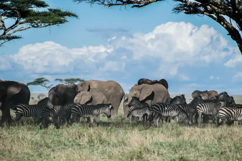 Serengueti, République unie de Tanzanie