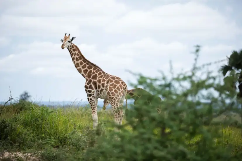 Sabana, Uganda