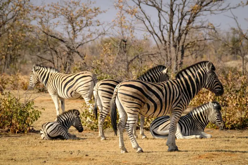 Safari, Zambia